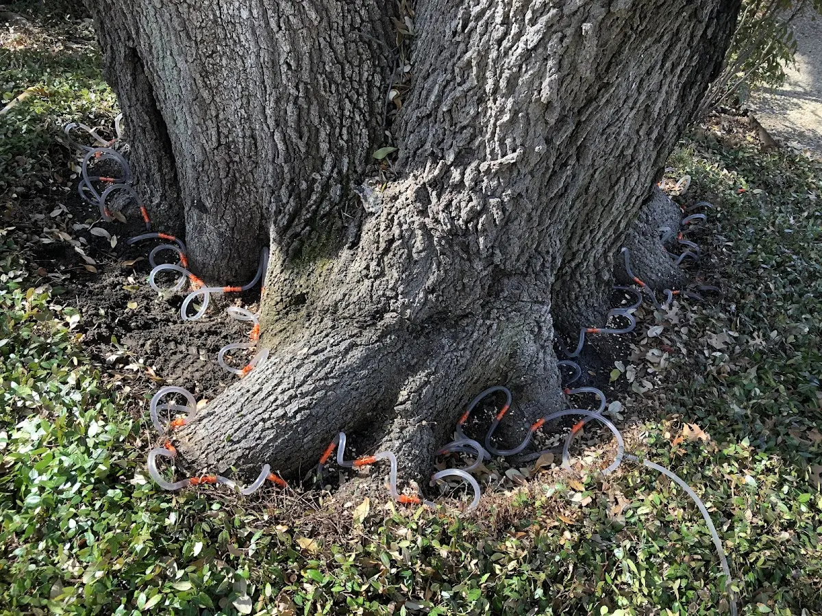 Detailed Tree Cabling and Bracing job site in Haydenville