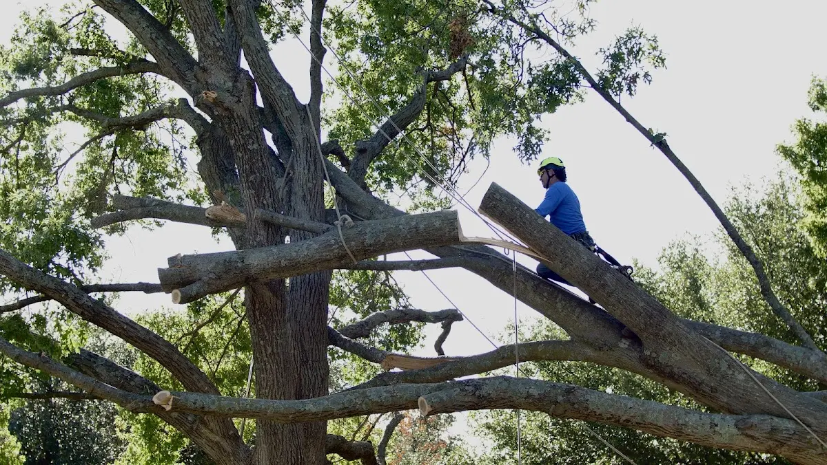 Professional Crown Thinning performed by certified arborists in Haydenville