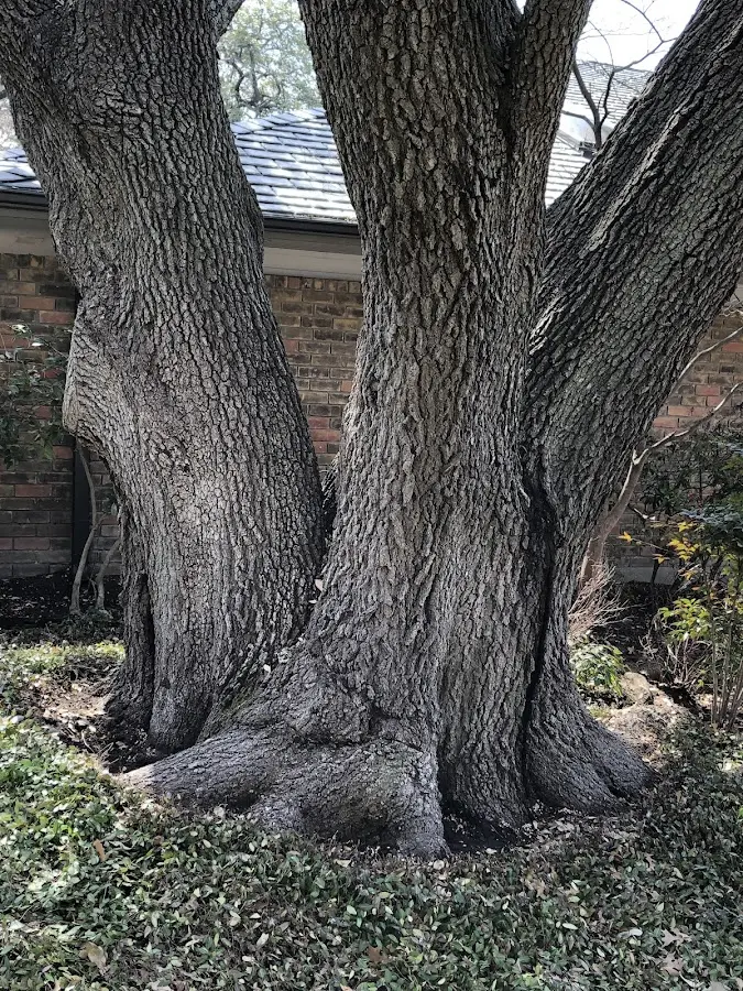 Mature heritage tree close to a Haydenville property cared for by certified arborists